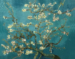 Mandelblüte